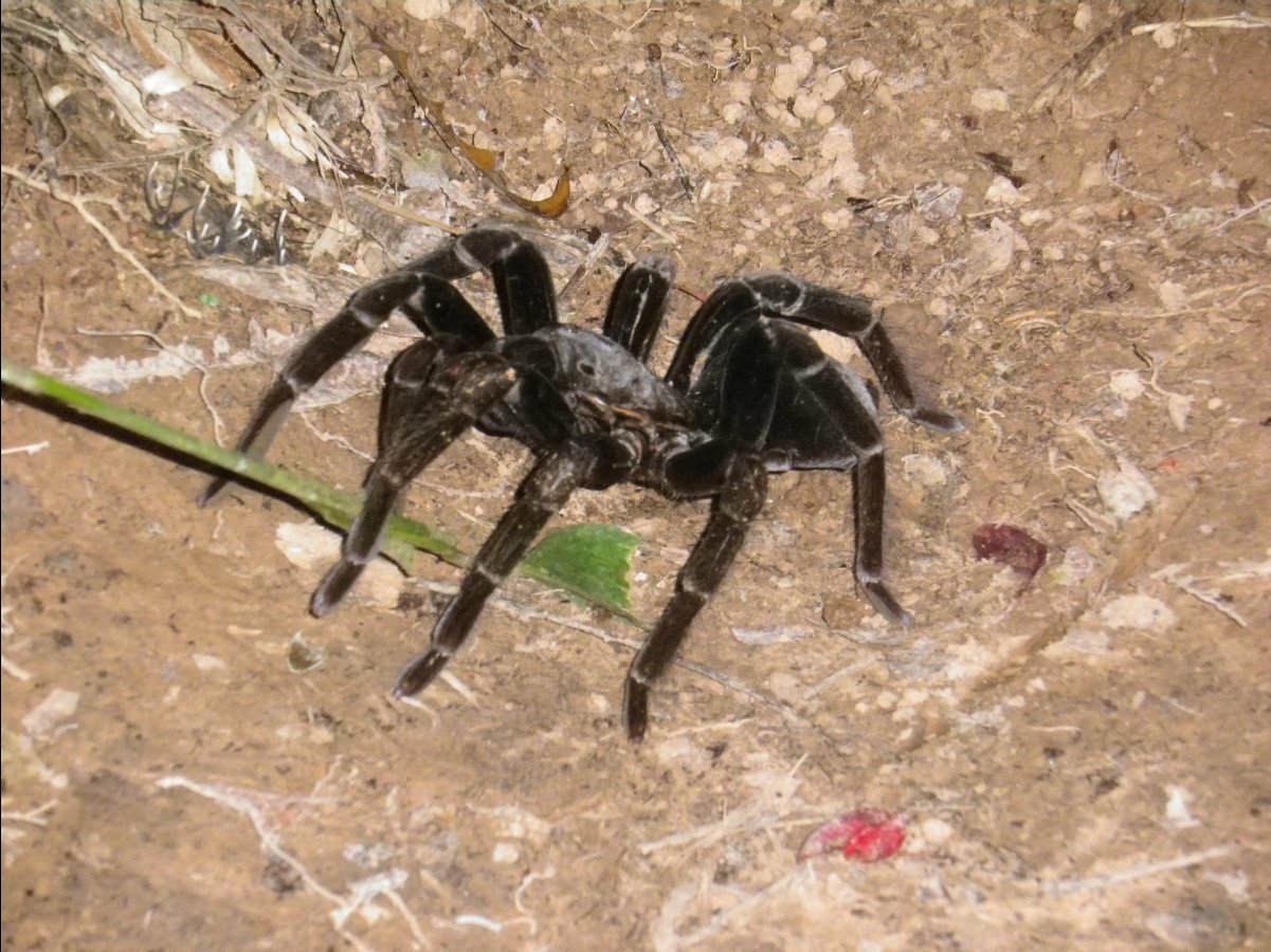 Giant Spiders02